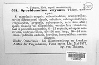 Sporidesmium sicynum image